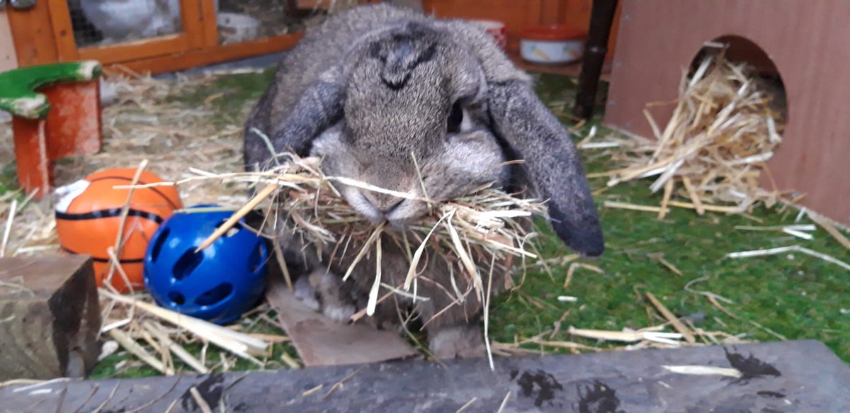 LittlestLives's tweet photo. As you can see, Anastasia is loving life in her new home ๐ the bonding is making slow progress so fingers crossed they will fall in love soon ๐ #happyending #rescuerabbit #rabbitbonding #AdoptDontShop https://t.co/vWaNMPrBCd