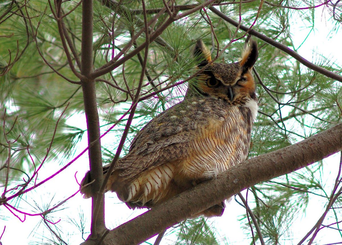 Great horned owl with one eye open and one partially closed by Bill Moses/USFWS.