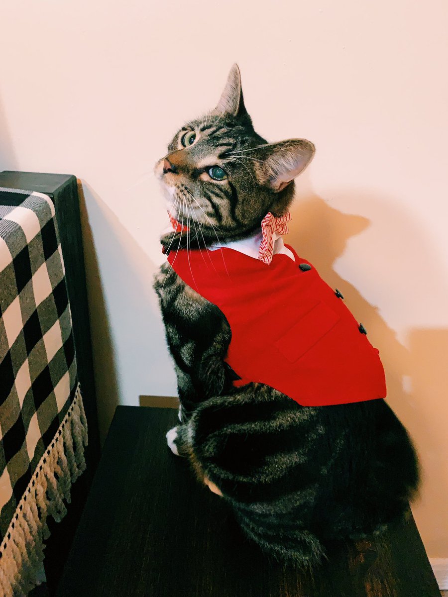 Itsdecabecca's tweet photo. #SuperCatSaturday @AmyFreeze7 Mister Chao ❤️ https://t.co/nhLWjOYB7X