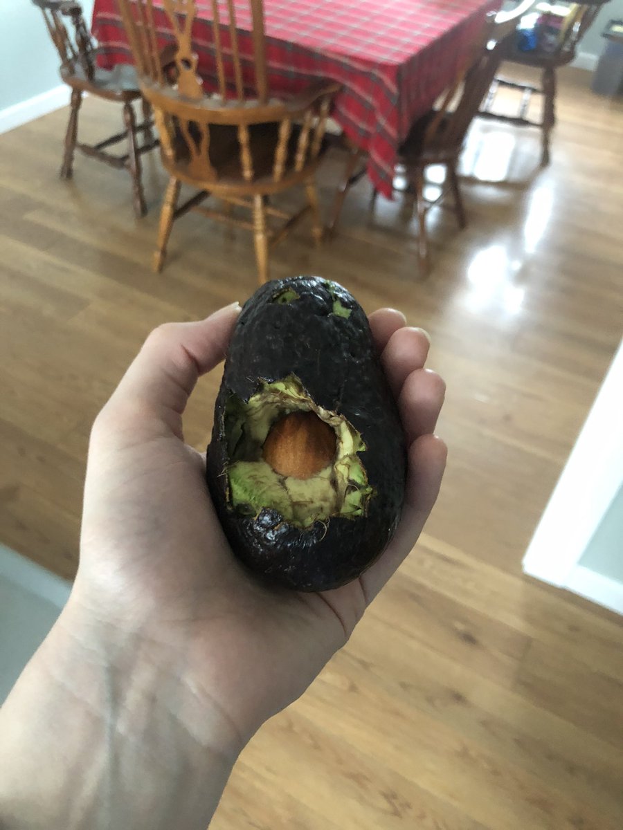 garcejif's tweet photo. HEY GUESS WHO DECIDED TO STEAL A WHOLE AVOCADO OUT OF THE FRUIT BASKET https://t.co/AfmsDSe2Ic