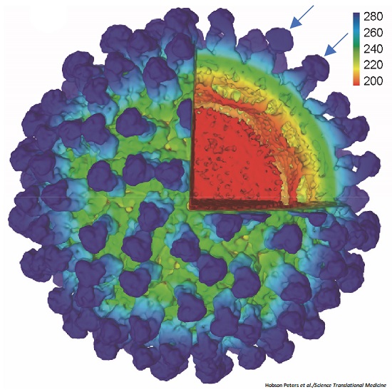 ScienceMagazine's tweet photo. Researchers have discovered a new species of insect-specific virus, which served as a safe and flexible platform for developing vaccines and diagnostics for West Nile, Zika and related viruses. @ScienceTM #InfectiousDisease #GlobalHealth #flaviviruses https://t.co/IsRL8CuJfz https://t.co/QU8We6dsdq