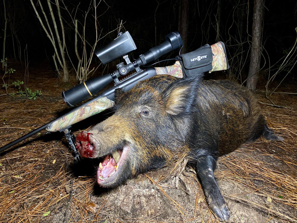 NiteSiteAmerica's tweet photo. Wild Bill took a nice big sow last night, perfect for the freezer! #nitesiteamerica #texasselectseasonings #rooterdown #hoghunting #texashoghunting #rootershooter #nightvision #optics https://t.co/q4BXOMwpYZ