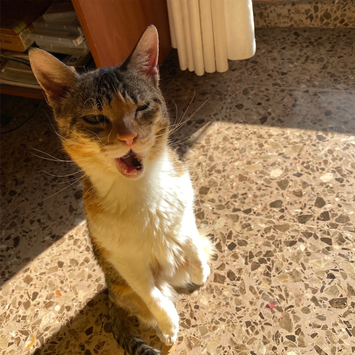 yeskacierzo's tweet photo. Un rayo de sol oh oh oh!!! 🌞🎵🌞

#cats #CatsOfTwitter #catslovers #gatos #amorgatuno #yeska #lagatadelcierzo #miau #meow #catlovers https://t.co/6NFHKle0qT