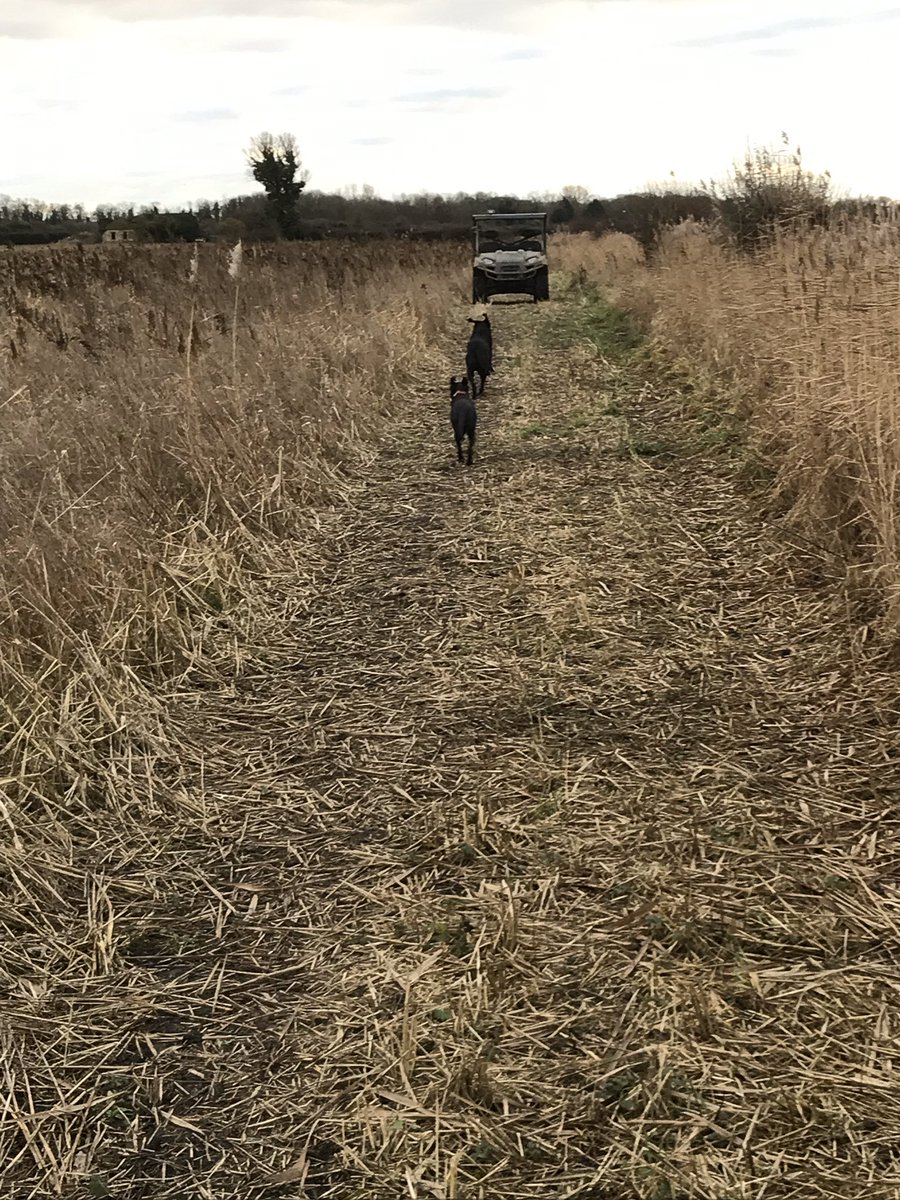 RTKfarmer's tweet photo. Feeding round the WB areas with the team #birds #LBJs https://t.co/NwaYtZpZiO
