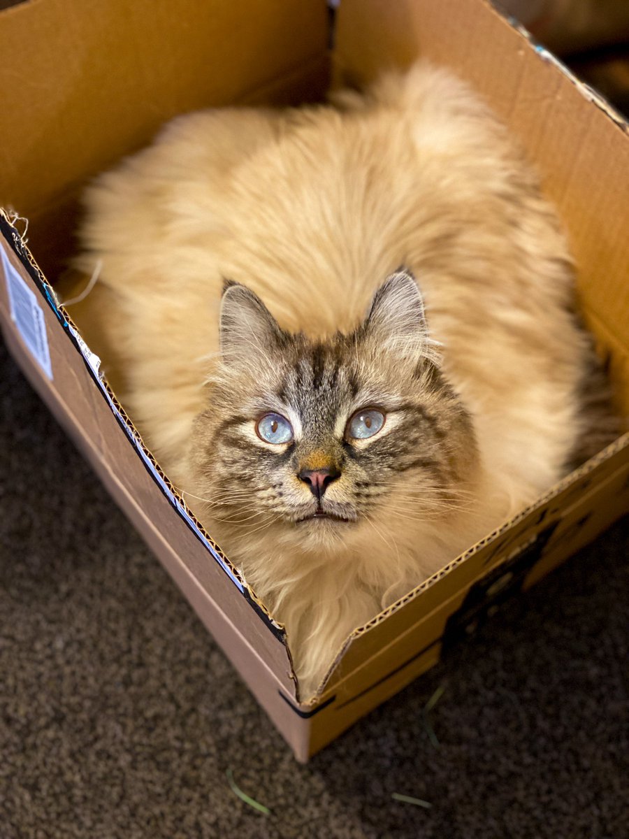 AlainaCase's tweet photo. @FrancoOrdonez Re: cat allergies- there are hypoallergenic cats! I have cat allergies and have a Russian Siberian cat that no one is allergic to. Here is Zephyr! https://t.co/GupddQFqUO