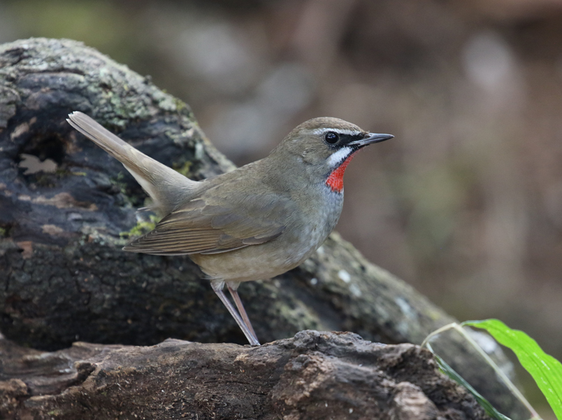 Siberian Rubythroat is always a pleasure to see. This one today in Northern #Thailand @Avibase @orientbirdclub @OrioleBirding #birding #birdphotography