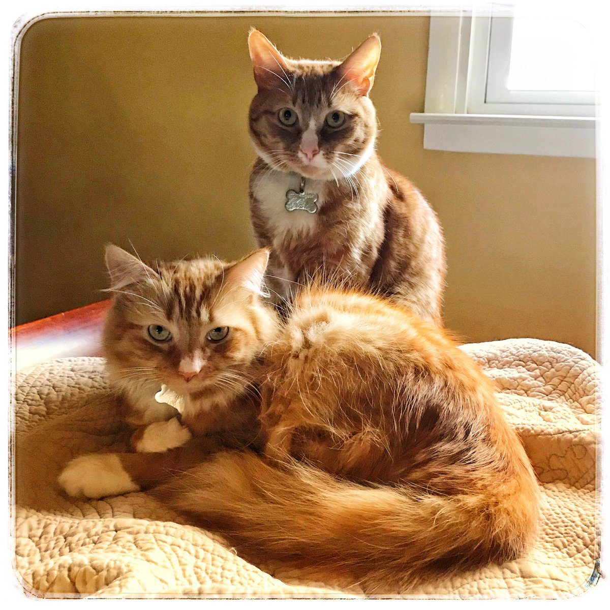 Martin3Lisa's tweet photo. @SimonsCat Happy Caturday from Edison &amp; Marconi! https://t.co/aFY9VYPNJl