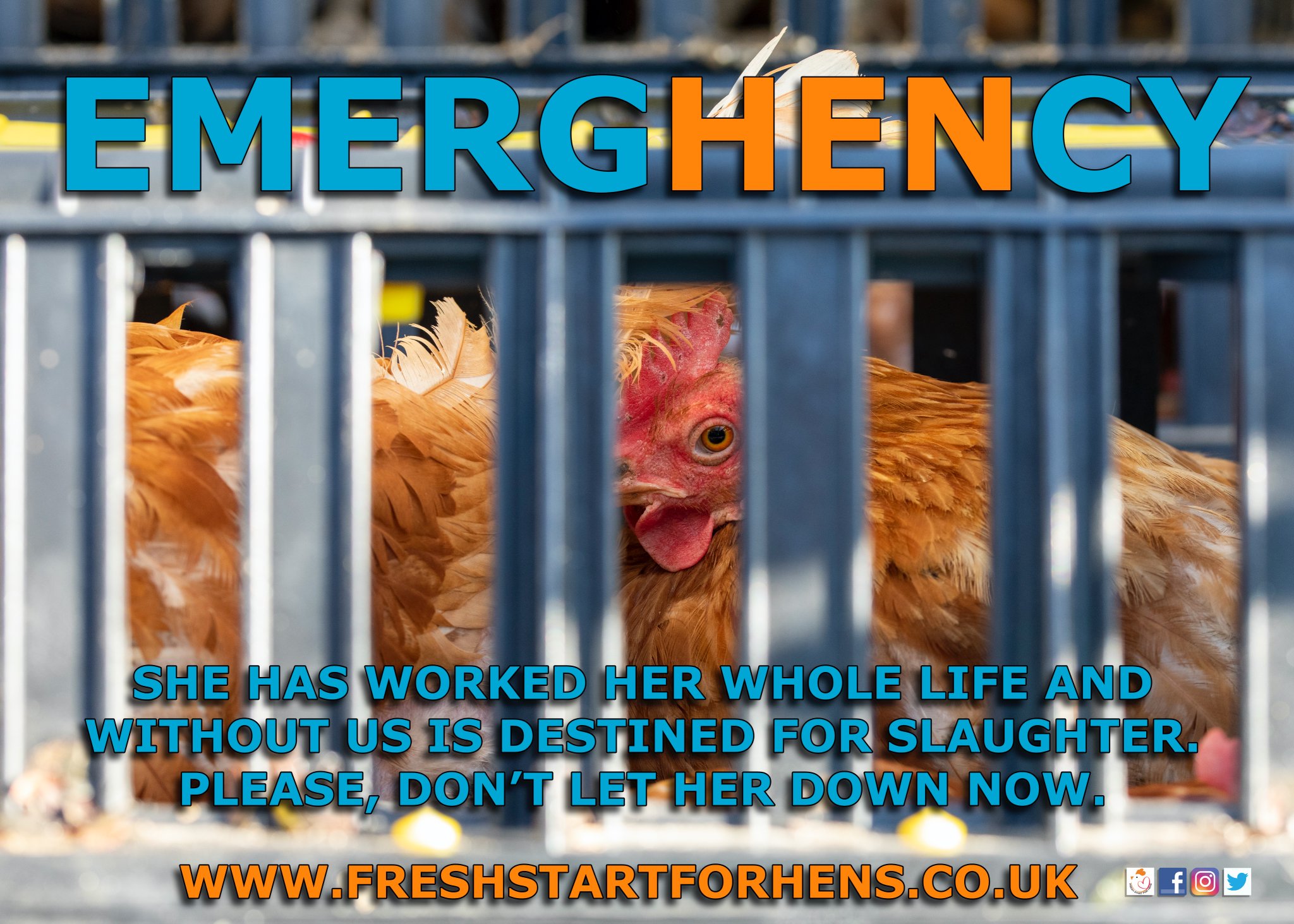 Fresh Start For Hens Official on Twitter "💔 HELP! 🆘We have 900 