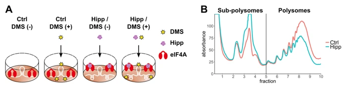 phil_bevilacqua's tweet photo. So pleased to see the collaborative work with our colleagues in Glasgow and Leicester come out in Genome Biology.  Increased structure just upstream of the CDS is the major limiting factor in translation, which is overcome by eIF4A activity.  https://t.co/LS8C9fI9F9 https://t.co/iTh3OK3gnM