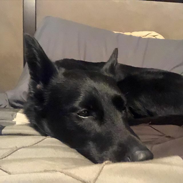 thestormsilva's tweet photo. Love spending time on my parent’s comfy bed. 🐾❤️🐾 #BorderCollie #rescue #dog #dogsofinstagram #dogsofig #rescuedog #StormLiveBig https://t.co/azlWkxtTaG https://t.co/whrbZupuin