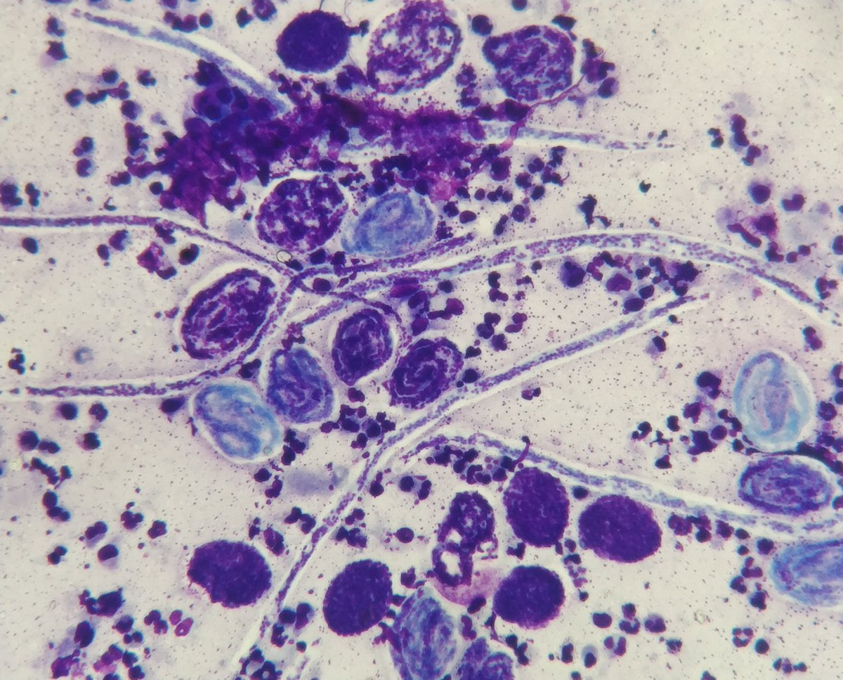 Anshuman Sinha MD tweet media