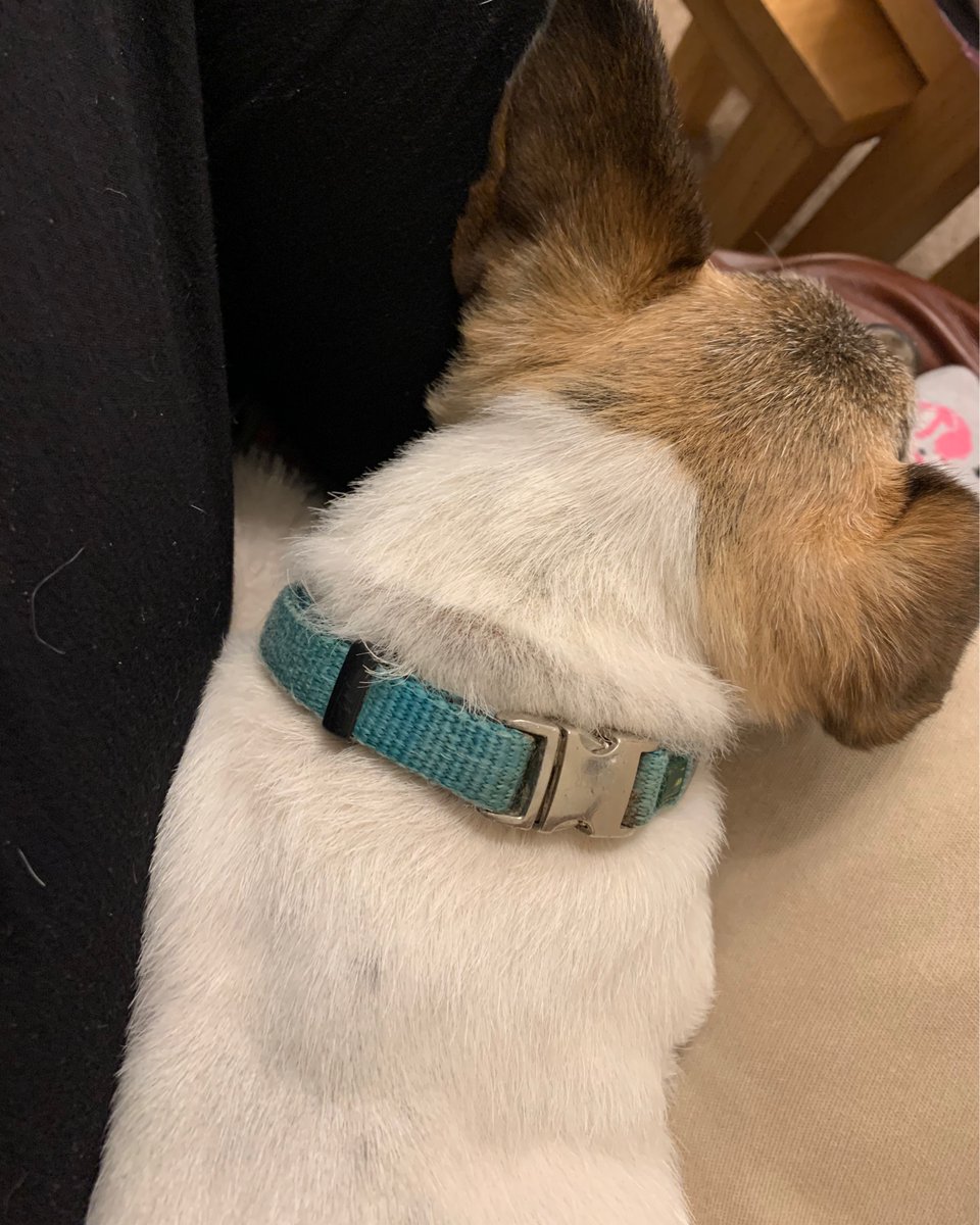 I actually have no idea what it is like to sit on a sofa without at least one dog on me somewhere. How lucky I am ❤️❤️❤️ #dogs #wellbeing #cuddles #hotfeet #jackrussells #puppylove