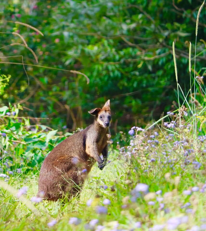 McdonnellGary's tweet photo. Hi thought I’d share my Photography of a Rock wallaby I photographed last year https://t.co/B6hAVayVjF