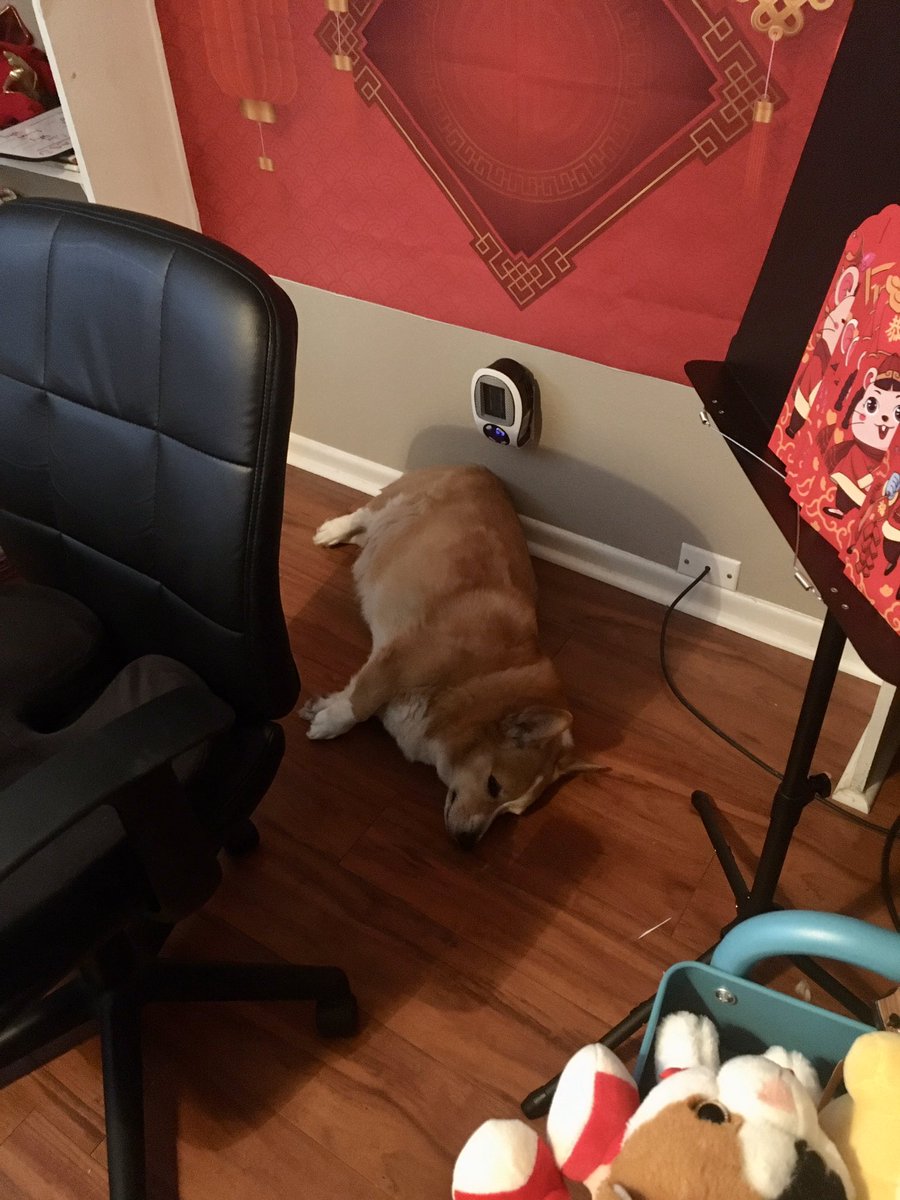 cclong's tweet image. My Corgi, Bevo, loves to sleep under my plugin space heater in my online classroom. ❤️