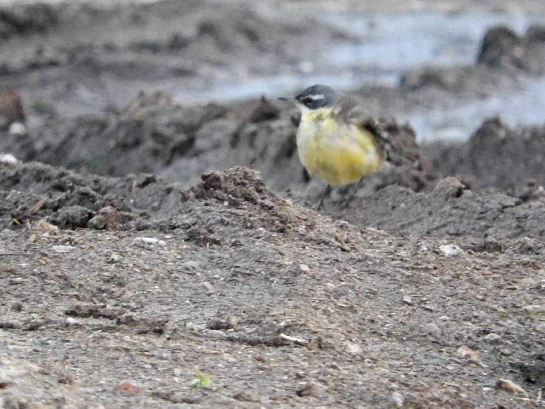 Mightychub's tweet photo. @DanielCMartin1 pages from the digital notebook. #tschutschensis Still present late afternoon today, bathing &amp; feeding around the Sedgefield muck heaps &amp; briefly in the field across the track #finallycracked #Norfolk #Birding with Jo #Titchwell https://t.co/ZuxSolKhrX