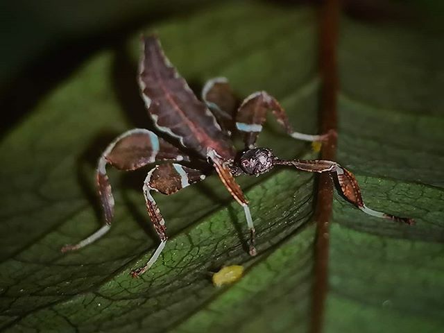 lycaon15's tweet photo. Phyllium philippinicum breed by me #biology #biologia #phyllium #phylliumphilippinicum #fasmidos #fasmid #phasmidos #phasmatodea #insectohoja #leafinsect #filipinas #phillipines #scenio https://t.co/KitGAyFi0L https://t.co/Muni6TiQ7q
