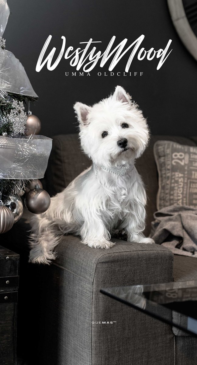 quemas's tweet photo. Mi Reina! Umma Oldcliff #quemas #rosario #westy #westymood #westhighlandwhiteterrier #westie #westiegram #westiemoments #westylife #umma #ummaoldcliff #loveya https://t.co/HJlFHt9GQP