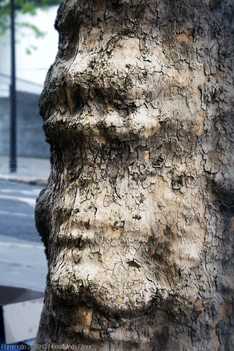 AArbres's tweet photo. ~pommettes~ #arbre #tree https://t.co/hySEfFqQrK