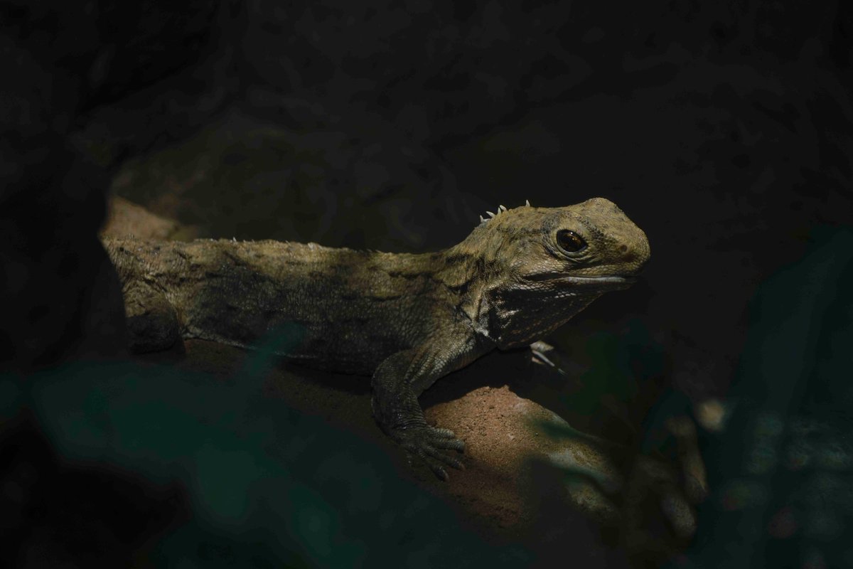 michael_s_y_lee's tweet photo. Best wishes to everyone at the World Congress of #Herpetology which begins in #Otago today!
Can't attend for various boring reasons (I'm a reluctant conferencer anyway), but tweeting my nicest #tuatara pic in vicariant solidarity...
#WCH9 #Reptile #Sphenodon https://t.co/d00OLMZpDz