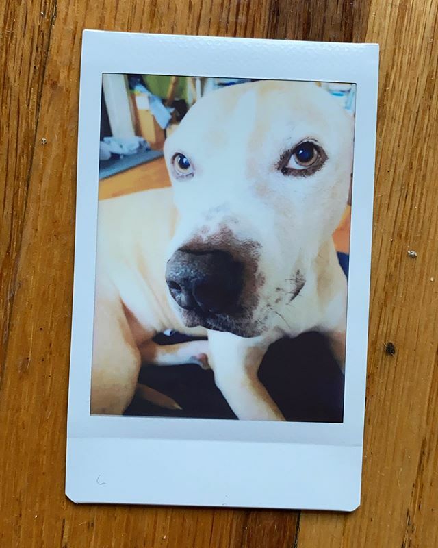 This me in Polaroid 
#ellethedog ift.tt/2Qny8al