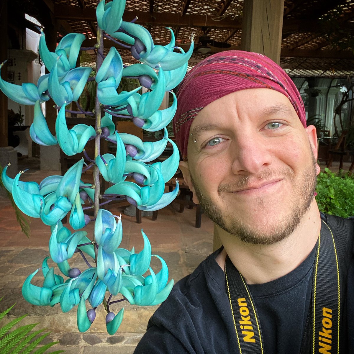 challenguate's tweet photo. With the beautiful and unique jade vine, a native of the Phillipines, where it is called Tayabak. Strongylodon macrobotrys, Fabaceae. 
.
#todayatwork #plants #botany #nature #fabaceae #phillipines #flowers #gardens #guatemala #turquoise #jade #boyswithplants https://t.co/796qNaONg8