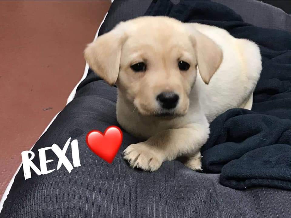 aahfluidpower's tweet photo. Meet “REXI," our official AAH Fluid Power, Inc. Mascot ❤️ #AAHFluidPower #OurWorldRevolvesAroundYou #Rexi https://t.co/XasjZ44dWz