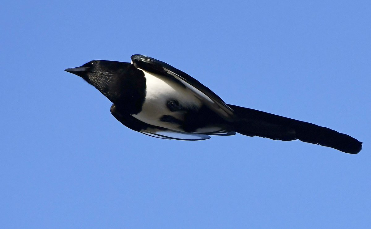 It didn't take long...Only 3 days into 2020, and my attackers were back to throwing birds at me.... luckily this Magpie sailed harmlessly overhead... 