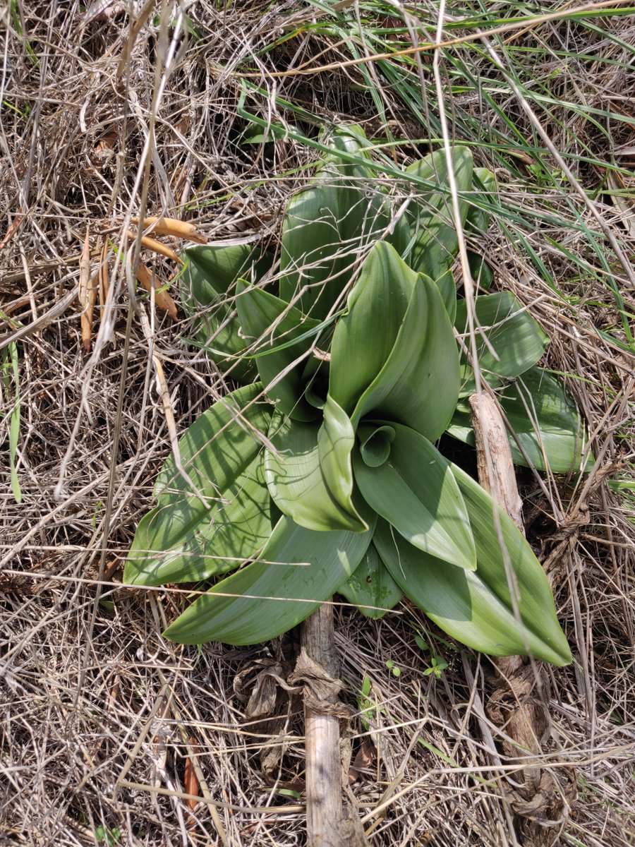 A few #orchids are starting to show themselves in #Lanjaron #Giantorchid #Himantoglossumrobertianum #sombrebeeorchid #Ophrysfusca The question is, will the #lizardorchid #Himantoglossumhircinum flower this year? #alpujarra