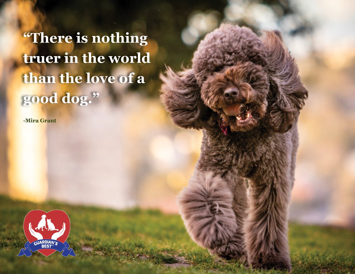 GuardiansBest's tweet photo. A dog's love is true.

#truelove #lovequotes #dogs #doglover #doglove #dogsofinstagram #doglife #pets #pet #petlovers #petlove #love #truth #true #friends #friendship #friendshipgoals #rescuedog #animals #animallovers https://t.co/uKHXZxpd1d