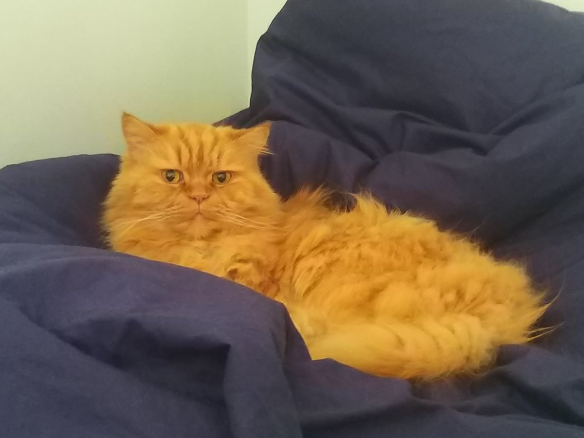 bravebross's tweet photo. @swimlittlefish Simba from Ankara Turkey wishes you a swift recovery😊 https://t.co/ioPprmuhPr