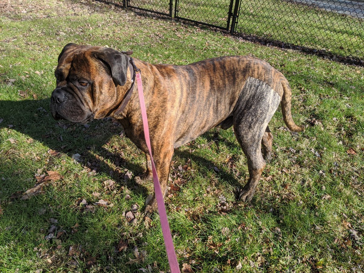 ADucky68's tweet photo. Christ I have zero luck in the world but I have 8k in dog surgeries this year. Lol look at this pupper! Walking on his own much better! 2 surgeries this year 🥺 https://t.co/H4Uwb6RHl1