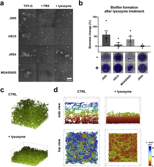 susanstorm62's tweet photo. Cellular chaining influences biofilm formation and structure in group #AStreptococcus
https://t.co/UewWzDZaLc https://t.co/KLZGZmUvdk
