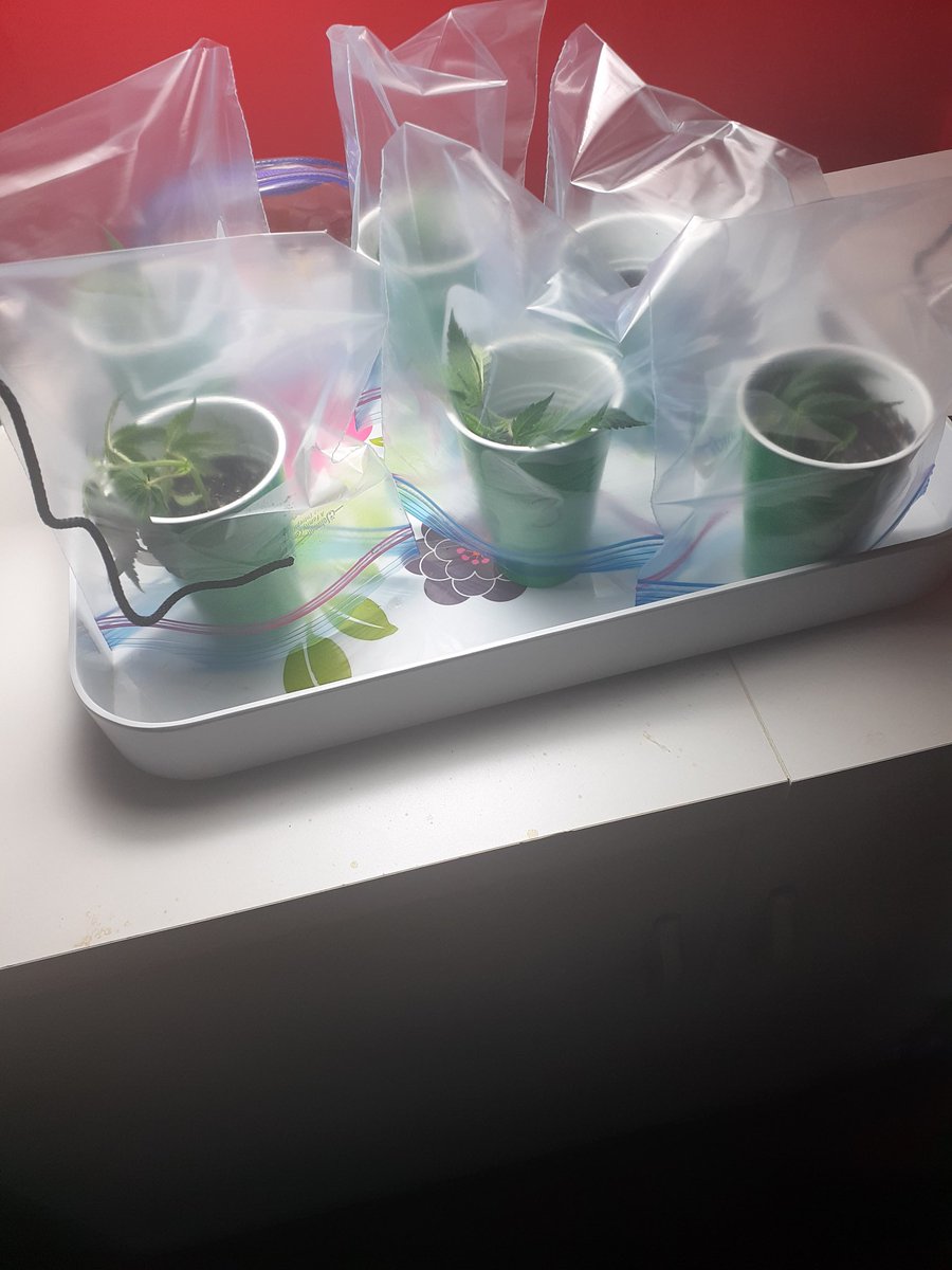 Kel_B12's tweet photo. I have babies. No idea if this is right or not. Will see if these take root. https://t.co/Ddh1vlwUxY