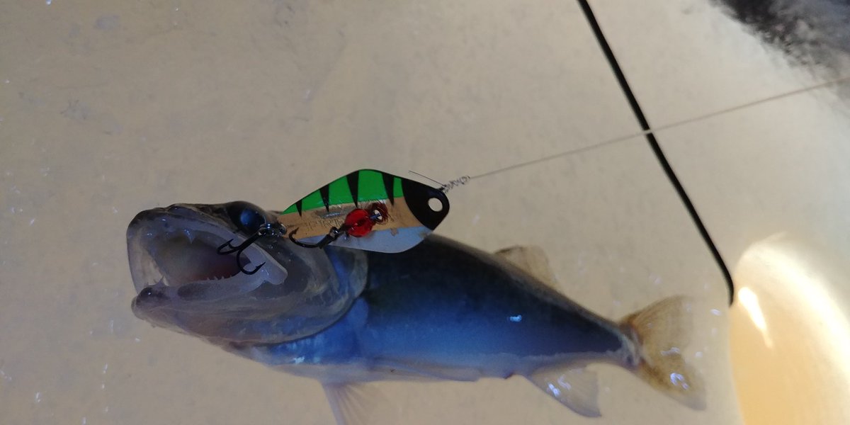 Getting my "Freedom" on!

#freedomtackle #ftc #minnowspoon #fishcowboyz #walleye #13fishing #cortlandline #masterbraid #feelthepull #fishing #therodglove #nevergiveup #catchandrelease