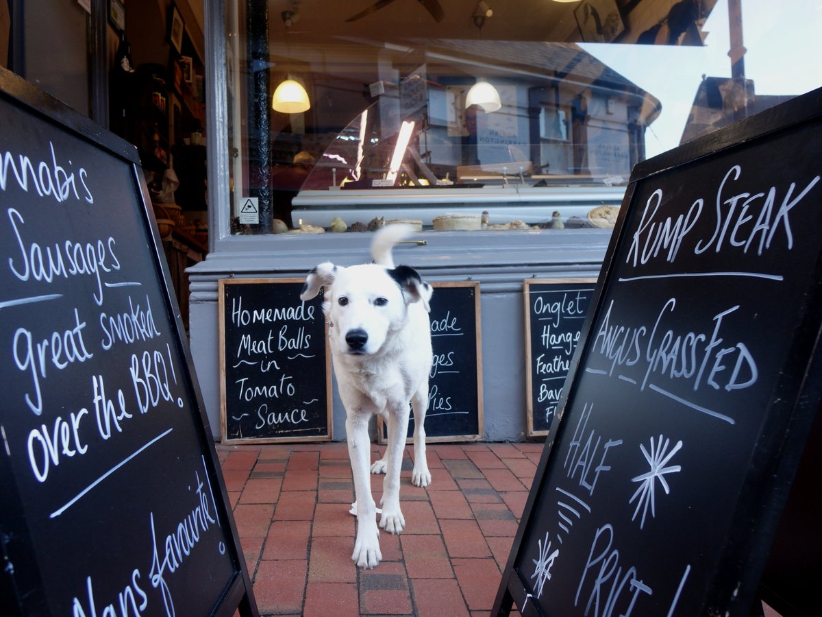 SnowytheD's tweet photo. I was so exhausted after escaping from the dragon, I took my assistant to Speaight, the butchers to buy me some bones for added strength! I shall be having rump steak for supper .... #dogsoftwitter #dogs #bones #chapelplace https://t.co/KSwcDQ6t9c