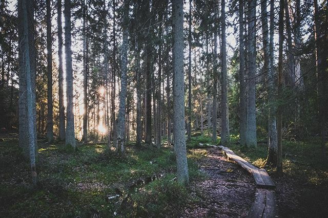 waxident's tweet photo. Forest trail, Tyresta National Park
.
.
#stockholm #sweden #FujifilmNordic #fujifilmeu #myfujilove #fujixlovers #xh1 #1655mm #Fujifilmglobal #repostmyfujifilm #nature #trees https://t.co/pjdAs03eP4 https://t.co/VtvvW9McvI