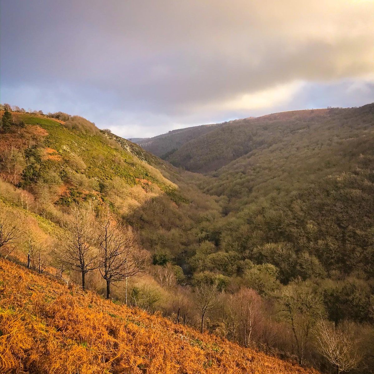 JoPenhaligon's tweet photo. Lovely wander around #FingleWoods on #Dartmoor today. Even caught a glimpse of the stunning @CastleDrogoNT top. A great way to end the Christmas school holidays. #devonatitsbest #dogwalk #Devon https://t.co/EcoQSMpEaU