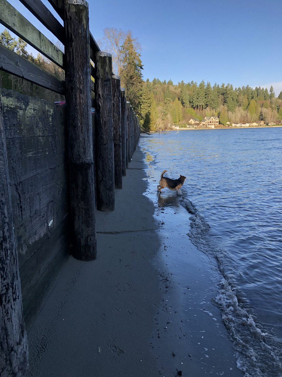 chuckstark10's tweet photo. 2020 finally gave us a little beach to work with and our hound couldn’t have been happier. #illahee #muddywaters https://t.co/04mK1AQato