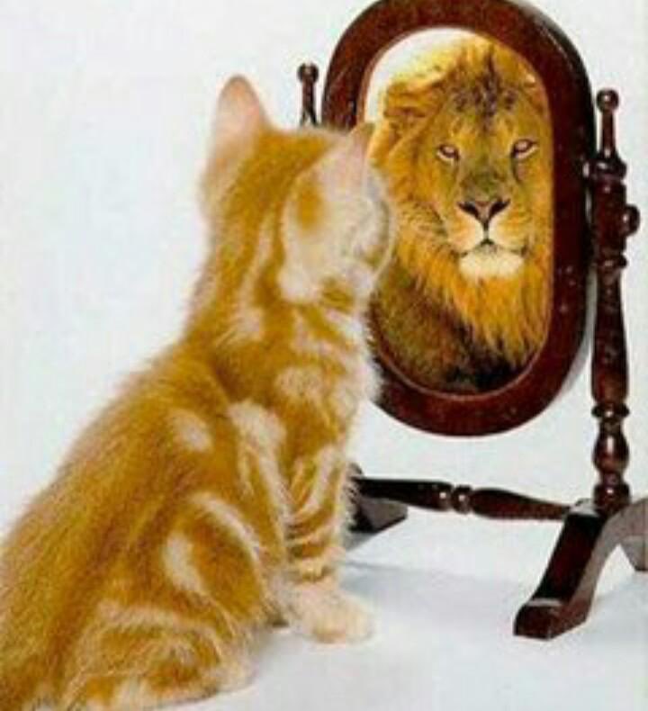 hxhassan's tweet image. How Iran is depicted by too many pundits. Cats are smart though.