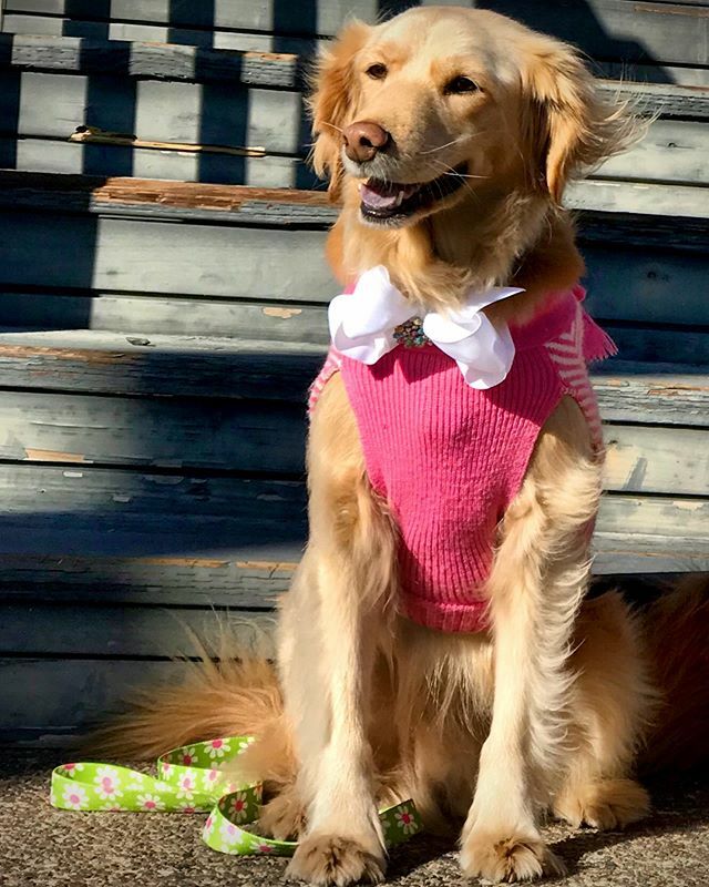 SurfdogTurbo's tweet photo. Would you trust Nixie to do your hair?🐾👸🏼 #blondeambition #runswithscissors #nixie #prettyinpink #minigolden #workinggirl #beautyschooldropout https://t.co/qyEIZIWReG https://t.co/9FtLVrOjxO