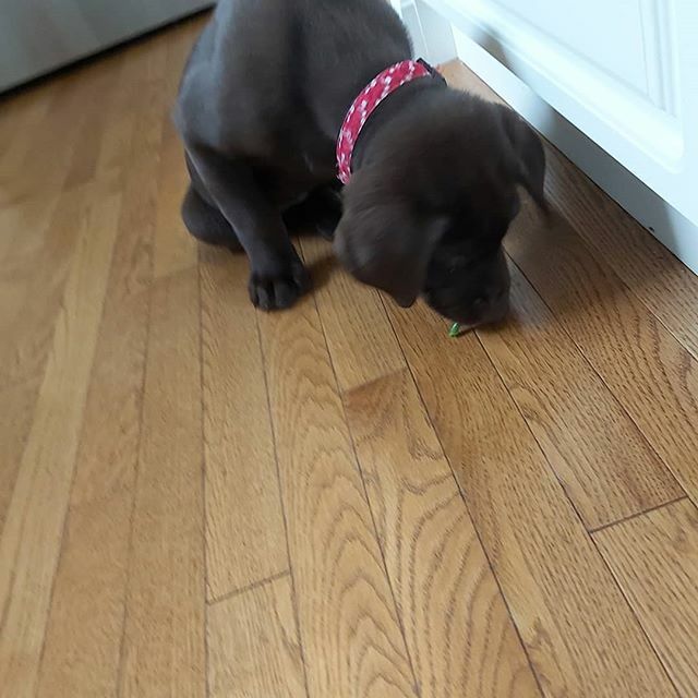 Charlie's new favorite snack - frozen green beans! ift.tt/2SSY9Aj