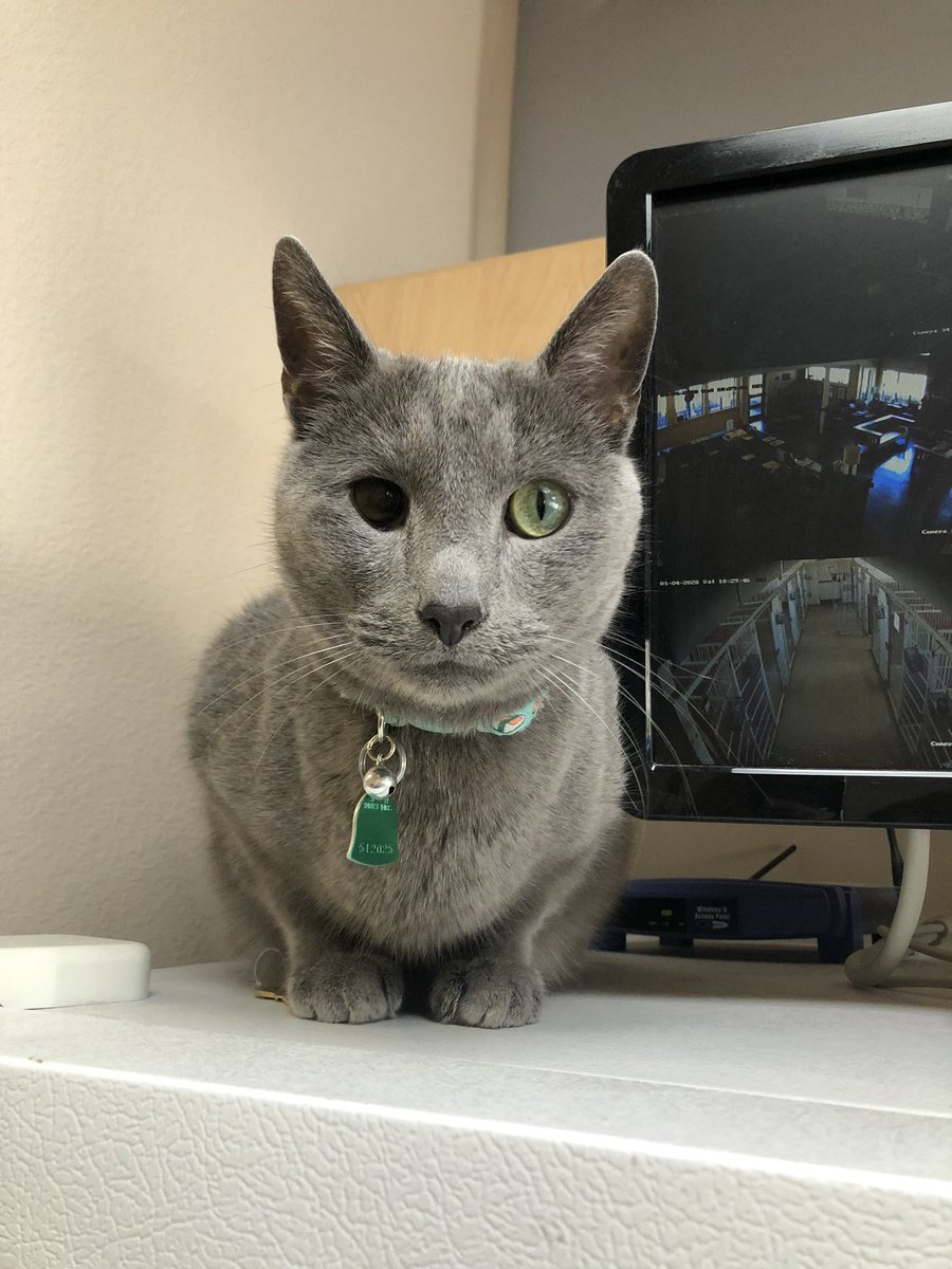 ACCSRMcKinney's tweet photo. Happy #Caturday from Sasha the clinic security guard! https://t.co/gJNS8VNSK8