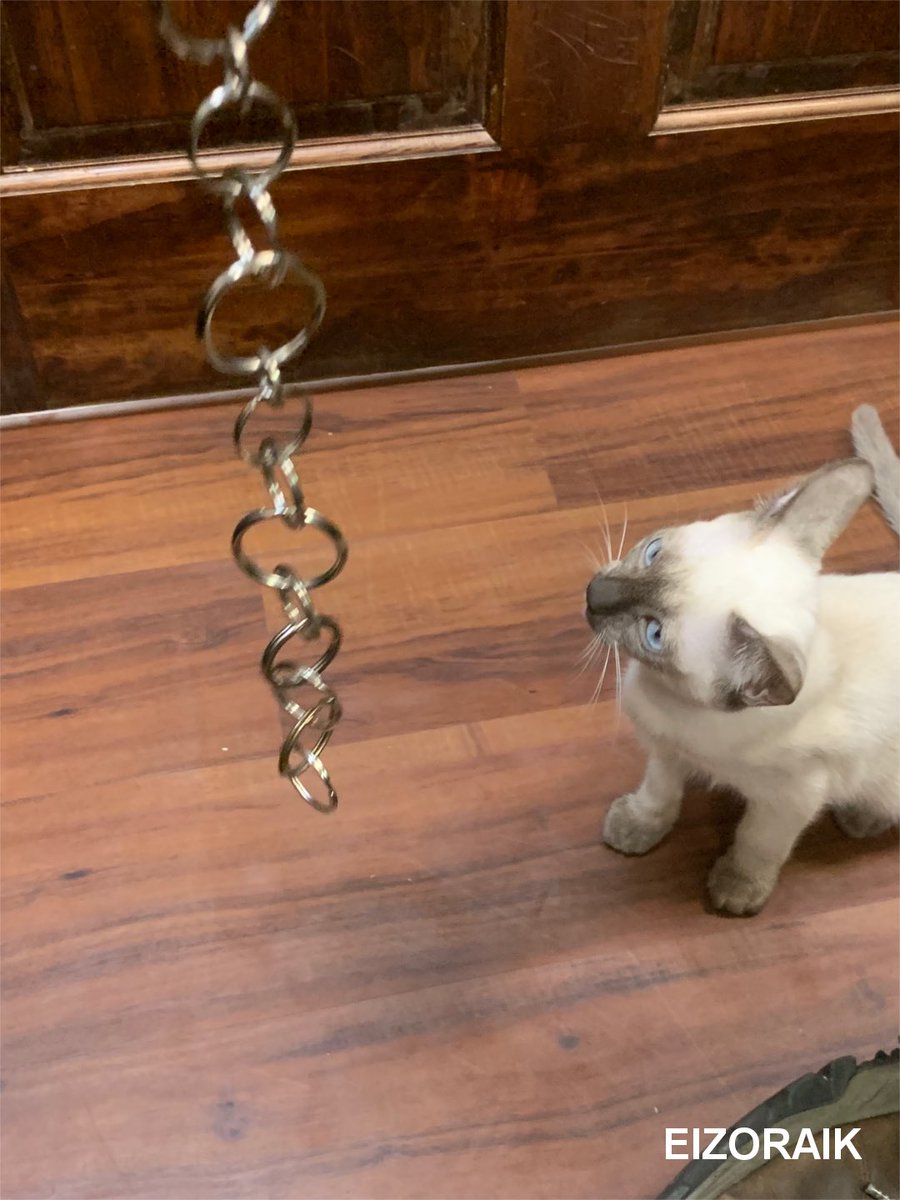 eizoraik's tweet photo. I also saw a Siamese kitten! She was pretty easy to pick up even though they were both running all over the place. 🤣 #siamesecat #siamesecatsofinstagram #siamese #siamesekitten #siamesecats #siamese_cat #siameseworld #siamesekittens #siameseofinstagram #cats #kittens #animals https://t.co/ajhsNczo05