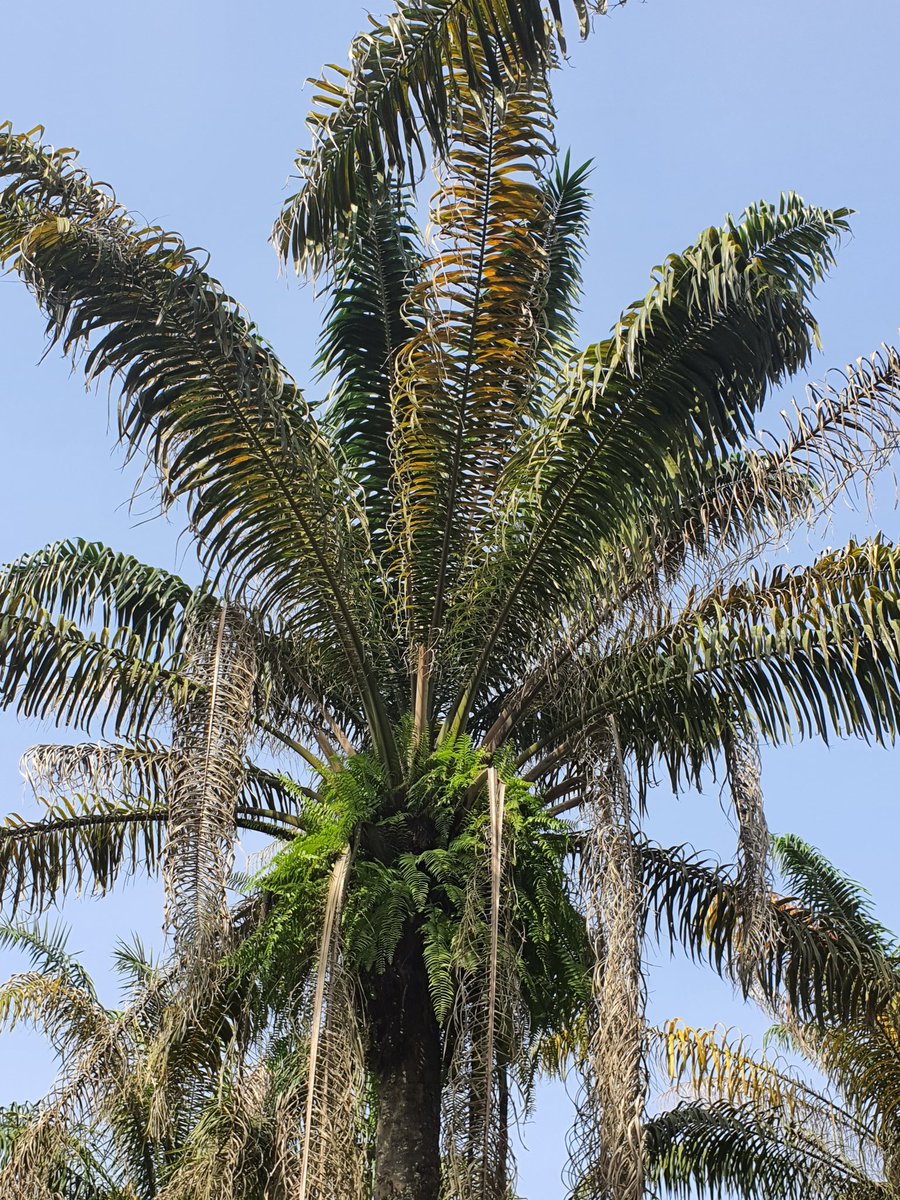 Carnetdeionel's tweet photo. #LeCarnetDeIonel Le jardin botanique De Bingerville (Suite2) https://t.co/SmeHtuLzof