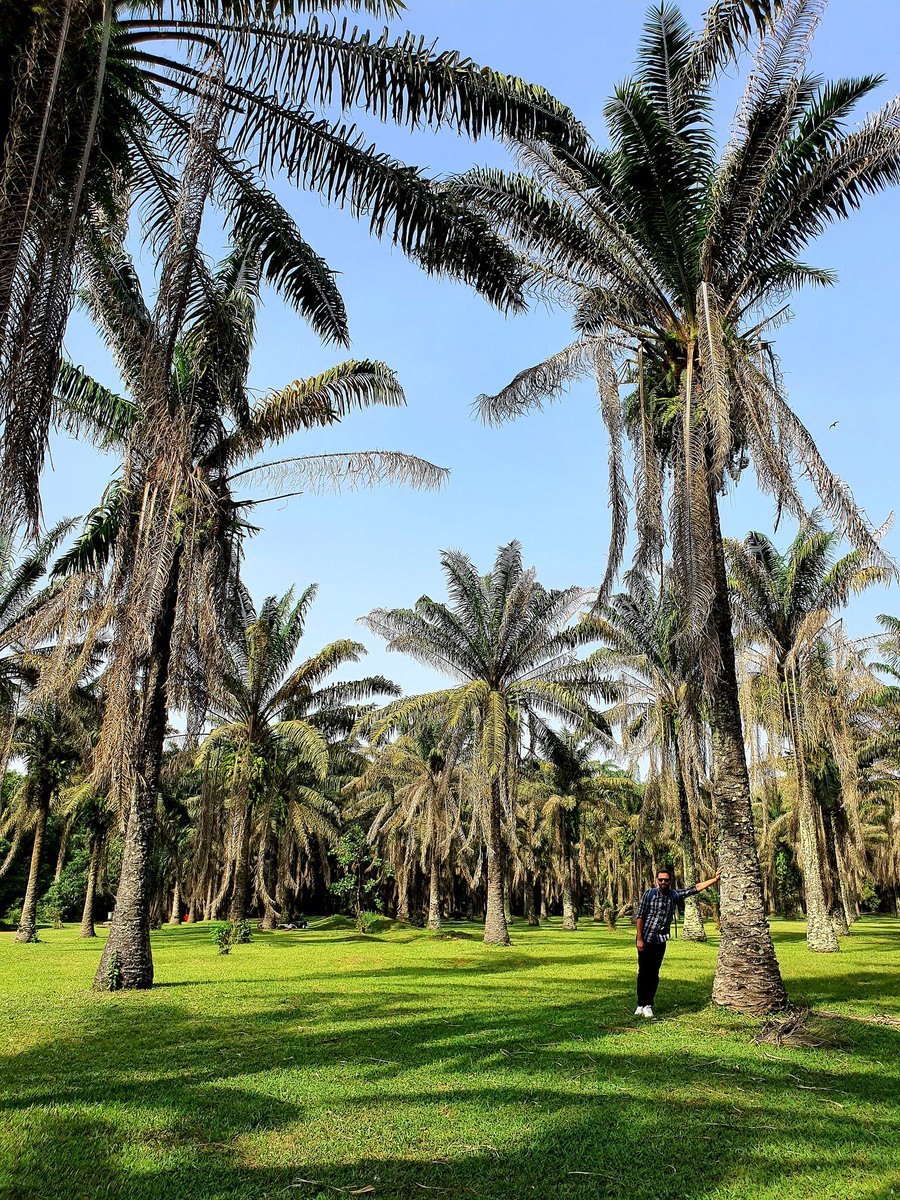Carnetdeionel's tweet photo. #LeCarnetDeIonel Le jardin botanique De Bingerville (Suite2) https://t.co/SmeHtuLzof