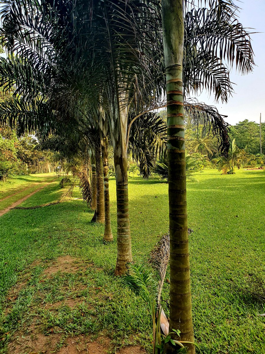 Carnetdeionel's tweet photo. #LeCarnetDeIonel Le jardin botanique De Bingerville (Suite3) https://t.co/sGzpsY3GvR