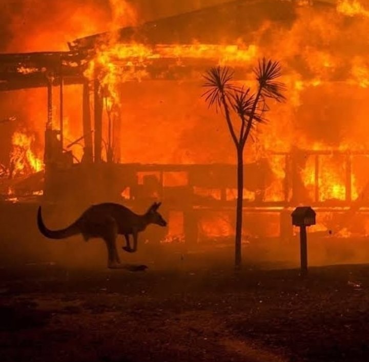 tuqui_tuka's tweet photo. Praying for #AustraliaFires and it's ecosystem. Let's just wish to rain strongly there. 💚 https://t.co/jy9pKCjkzi