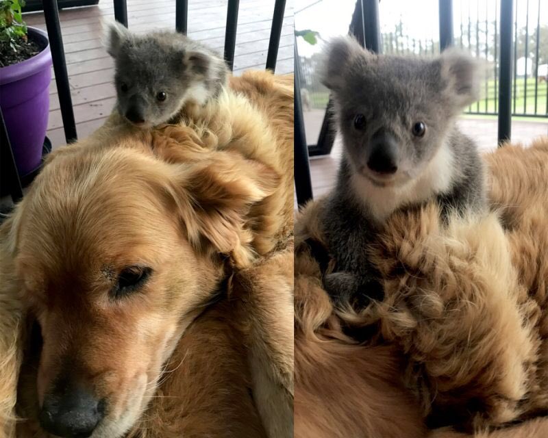 Aura Dubon Perro Golden Retriever Rescata A Una Cria De Koala De Los Incendios En Australia Y Lo Lleva A Casa De Sus Duenos Deberiamos Ser Civilizados Como Los Animales Prayforaustralia