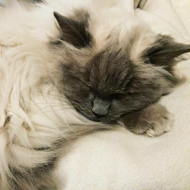 CraftyCatMum's tweet photo. Constant companion 💚

#caturday #caturdaycuties #caturdaynight #catsofinstagram #catsoflondon #ragdollcat #colourpoint #colorpoint #instakitty #catstagram https://t.co/ozfM5kzsNq https://t.co/ZMxUvKumTM