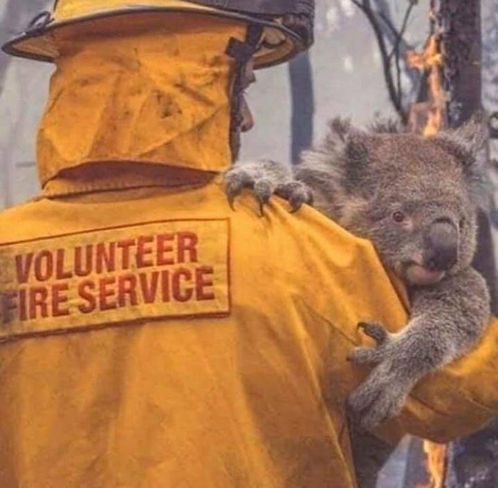 paugasol's tweet photo. More than 12 million acres have burned, 23 people have died, 1,500 homes have been destroyed. Almost half a BILLION animals are estimated to have been killed by the #AustraliaFires.

This crisis affects all of us. If you can, please help and donate: https://t.co/XOFU8zH2C6 https://t.co/MAD90QhJGs